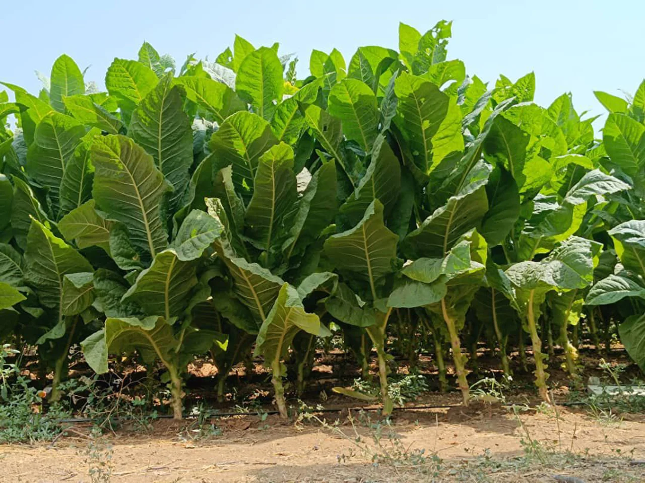 توتون‌های اورجینال چیستند و چرا بهترین جایگزین سیگار هستند؟